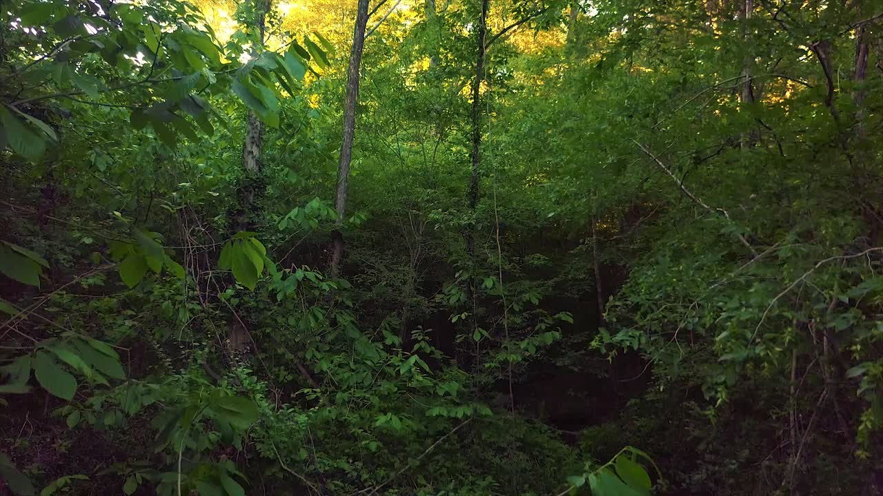 Sumertime foilage from bridge