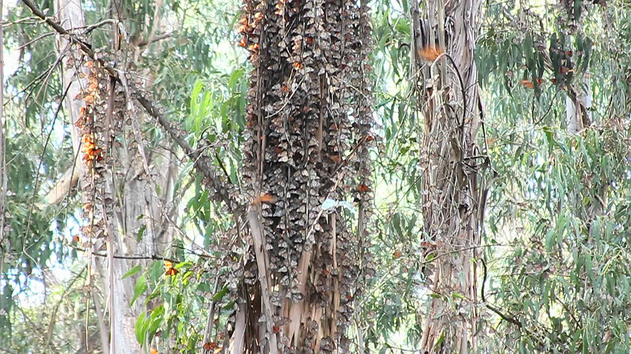 제왕나비는 숲속의 나무 주위로 모여든다 2