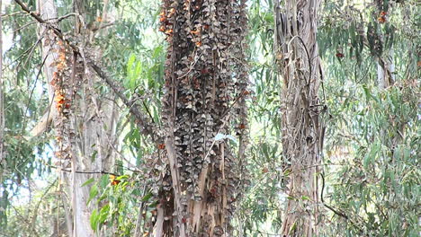 Monarch-butterflies-gather-around-a-tree-in-a-forest-2