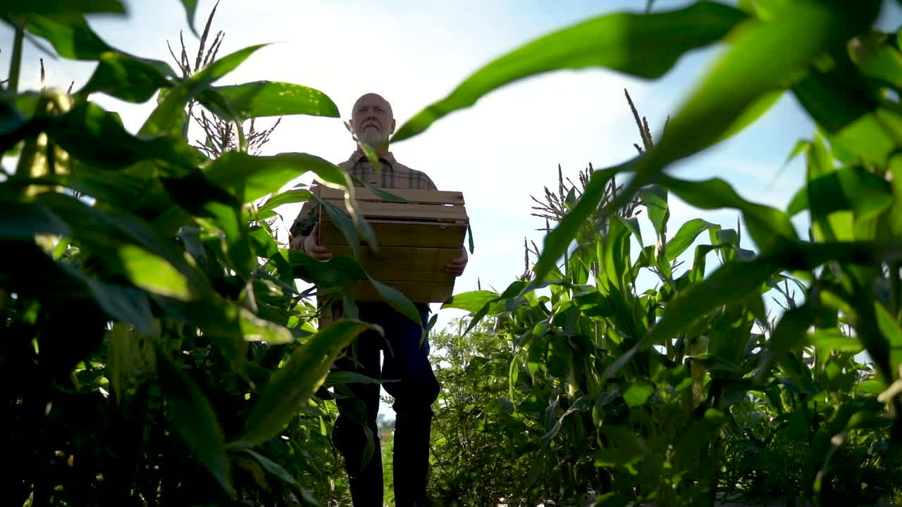 toma en cámara lenta de gran angular de un agricultor sosteniendo una caja de verduras orgánicas caminando hacia la cámara por una fila de plantas hacia el sol