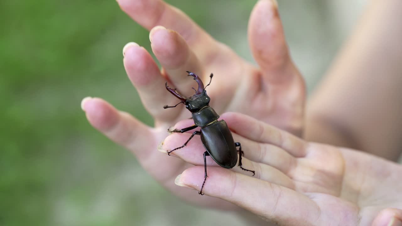 Stag Beetle (Lucanus cervus). Male stag beetle. The beetle is crawling along the human hand.