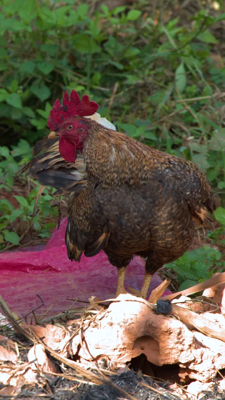 Seekor ayam jantan cokelat berdiri di atas batu, merapikan bulunya di lingkungan luar ruangan yang cerah