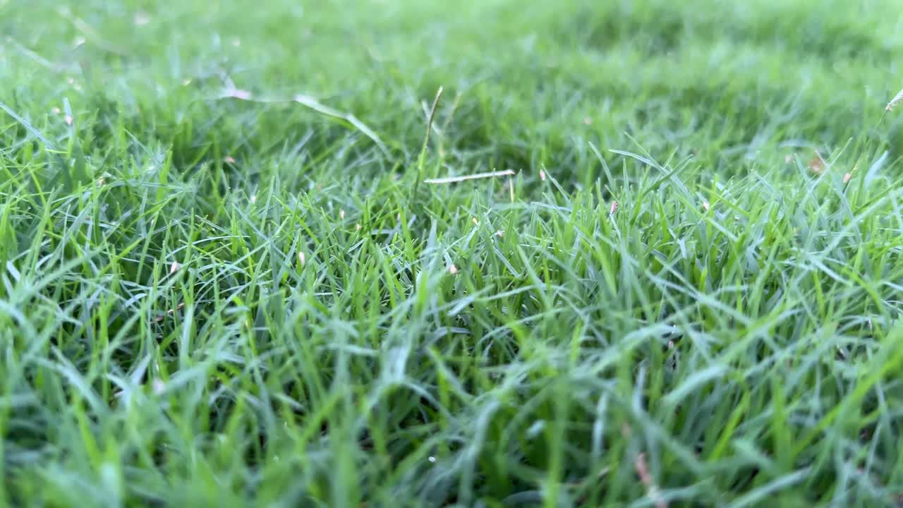 tracking shot of beautiful lawn green grass