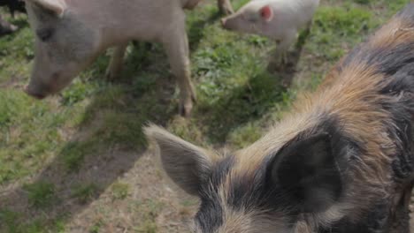 primer plano de un grupo de cerdos de granja mirando la cámara