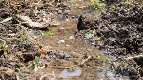 A-steady-stream-of-clear,-transparent-water-going-through-a-small,-muddy-canal-in-Thailand---close-up