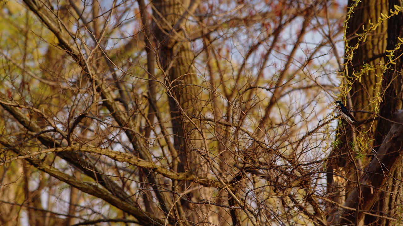 Breathtaking slow motion video of purple martins executing mating flight routines.