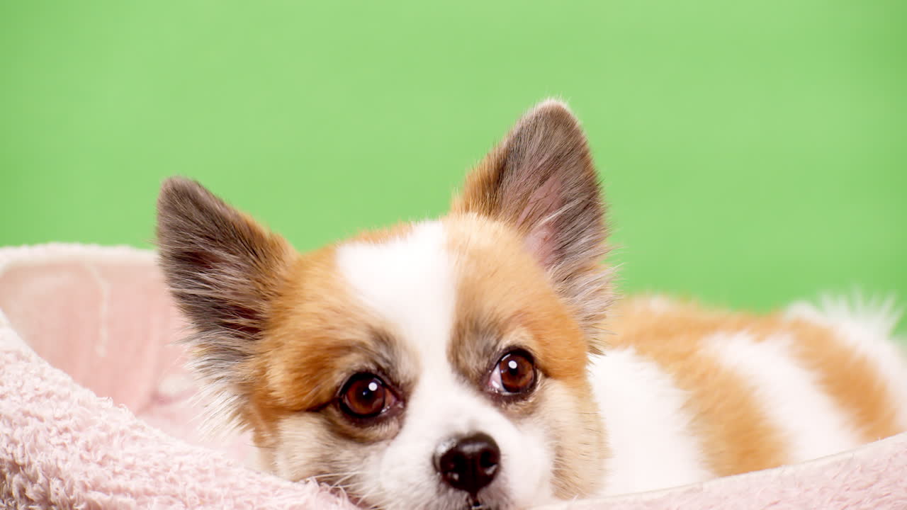 포메라니안 스피츠-2의 귀여운 푹신한 강아지의 초상화