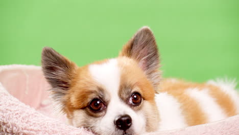 retrato del lindo cachorro esponjoso de pomeranian spitz-2