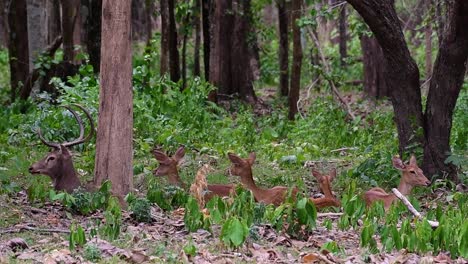 El-Ciervo-Del-Campo-Es-Una-Especie-En-Peligro-De-Extinción-Debido-A-La-Pérdida-De-Hábitat-Y-La-Caza