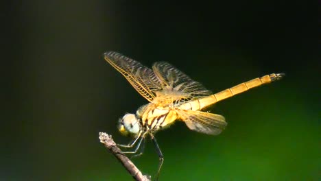 small sunny garden  dragonfly