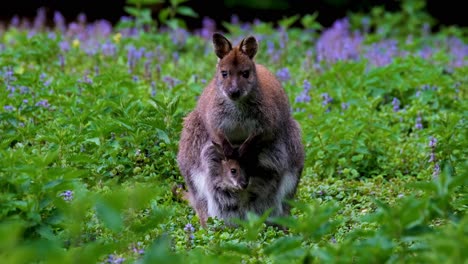 Red-Necked-Dwarf-Wallaby-Mutter-Mit-Ihrem-Kind-In-Ihrem-Beutel,-Immer-Noch-Aufnahme-Von-Australischen-Wildtieren