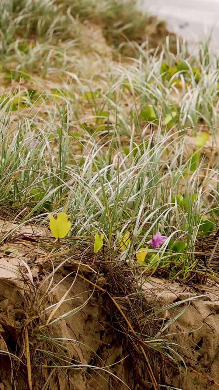 una serie de cuadros que muestran la erosión costera en la playa de narrowneck, destacando el impacto de las fuerzas naturales en el paisaje