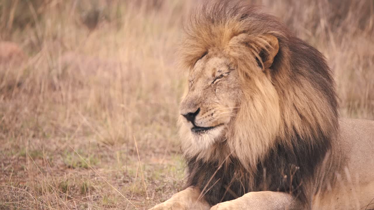 león soñoliento con melena oscura tumbado en la hierba de la sabana africana y bostezando