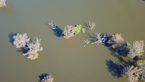 vista aérea vertical de árboles inundados en las llanuras aluviales hinchadas del río mitta mitta cerca de donde ingresa al lago hume, en el noreste de victoria, australia