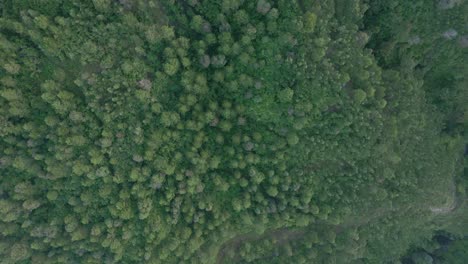 Vista-De-Arriba-Hacia-Abajo-Desde-Una-Toma-De-Drones-A-Gran-Altitud-De-La-Copa-De-Un-árbol-Desde-Un-Bosque-Verde