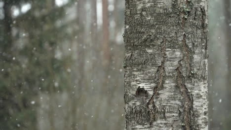 slush rains. snowfall, slowmotion, birch at right foreground