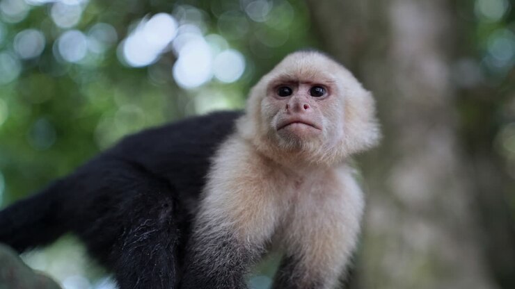 Slow motion close up on white-faced capuchin monkey looking around inquisitively