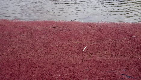 Tiro-Inclinado-En-El-Estanque-Que-Muestra-Hojas-Rojas