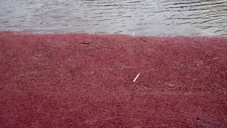 tiro inclinado en el estanque que muestra hojas rojas