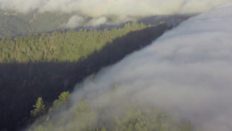 las nubes bajas del océano pacífico ruedan sobre un bosque montañoso de crecimiento antiguo en la costa oeste