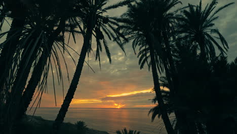 palm trees silhouette at sunset over the ocean