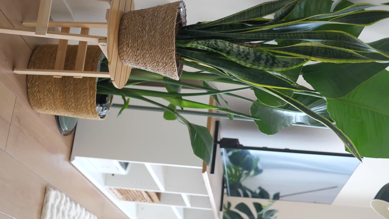 Indoor plants in decorative pots