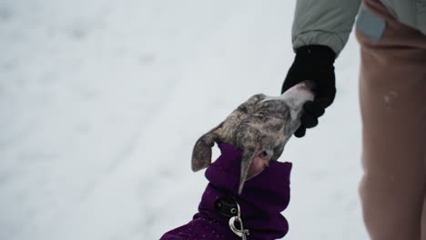 close-up moment of woman wearing green jacket and black glove shaking paw with attentive dog dressed in purple coat during training session in snowy outdoor setting, showcasing trust, care, and connection