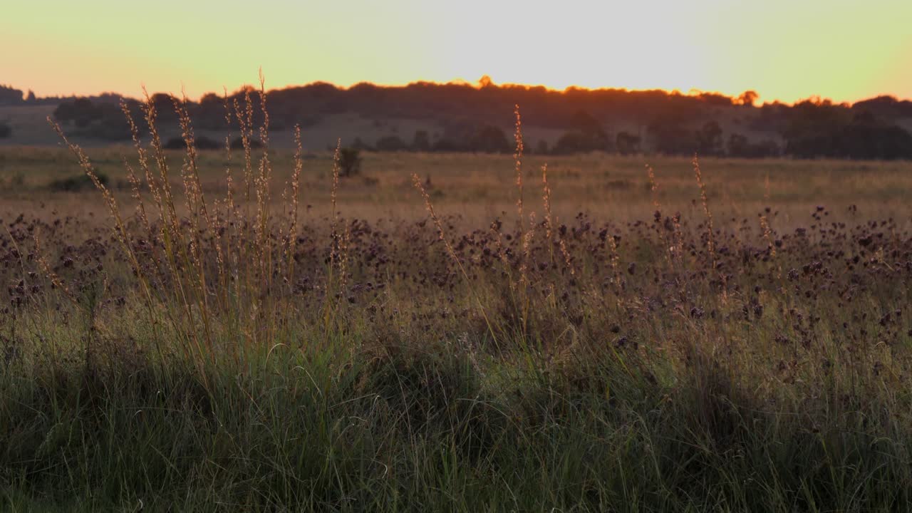 la hierba de la sabana iluminada sopla suavemente en la brisa de la tarde de la hora dorada