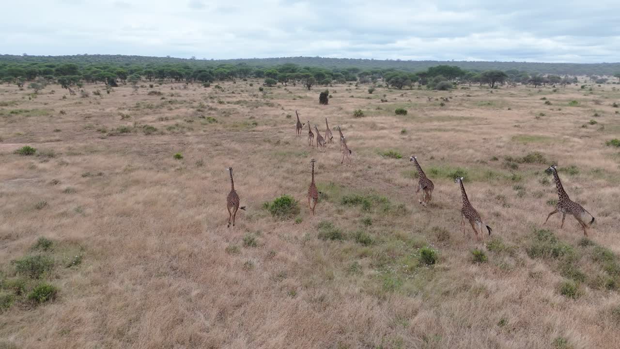 DRONE SHOT OF TWIGA AT TARANGIRE Tanzania