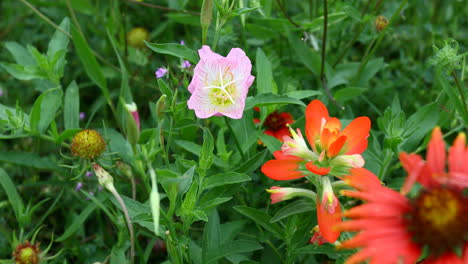 a bee inside a primrose flower with indian paintbrush flowers