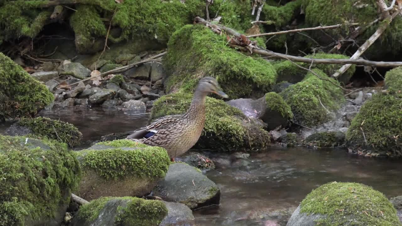 Duck Swimming in a Beautiful Stream Flowing Admidst Moss Covered Rocks in the Black Forest at the Geroldsauer Waterfall near Baden-Baden, Germany