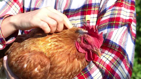 the farmer strokes the hen and gives her a neck massage. rural lifestyle.