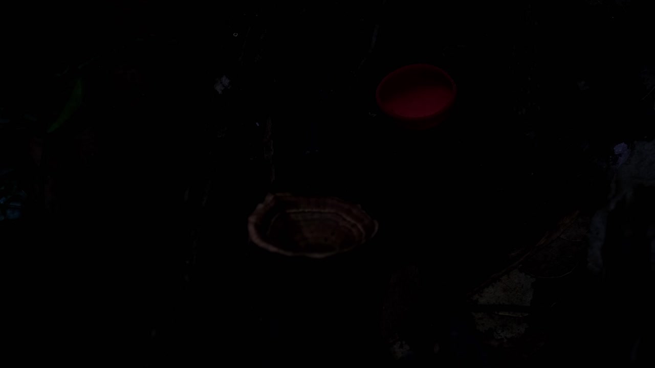 глубоко в темноте леса, когда свет темнеет, красные грибы или шампанские грибы cookeina sulcipes, таиланд