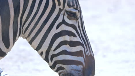 A-zebra-in-a-safari