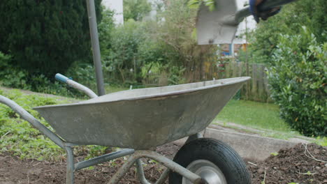 static shot of working with a shovel, throwing freshly dug earth into a wheelbarrow