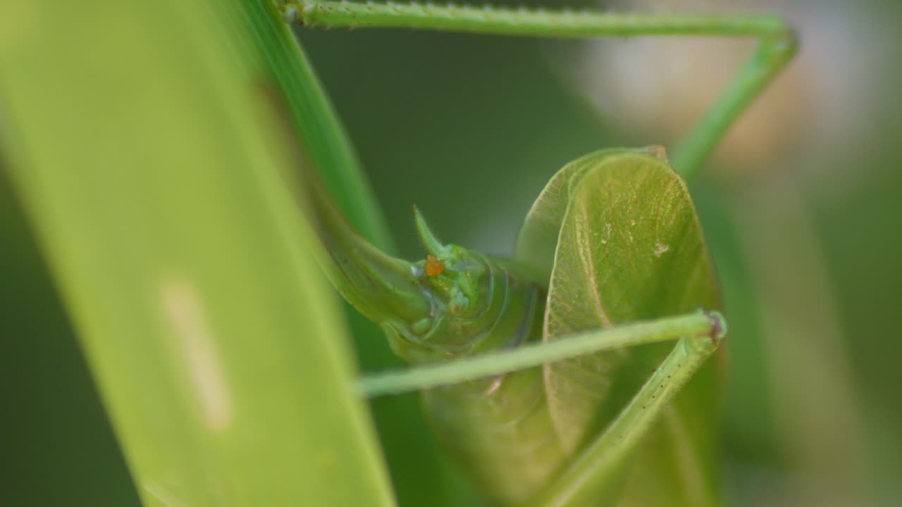 anus of green Grasshopper sitting On Green Plant Leaf