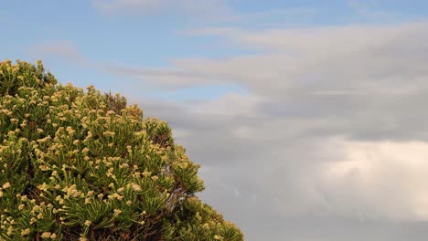 wind blowing through trees near twelve apostles