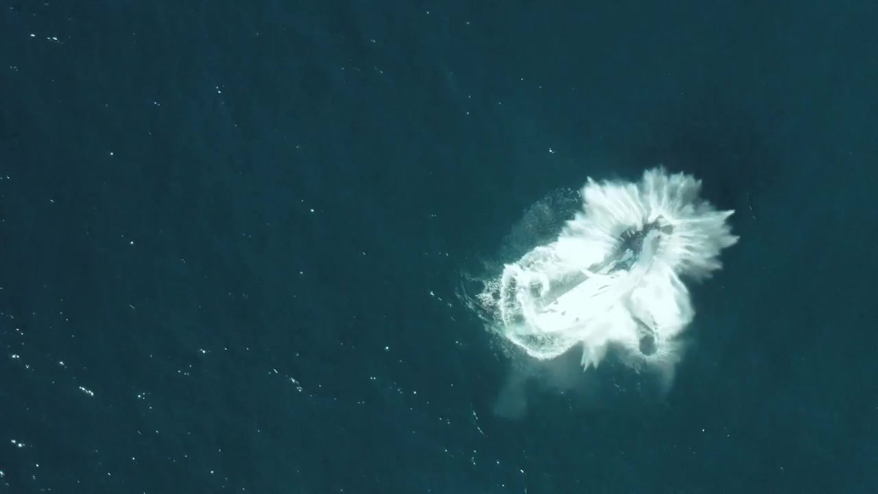 Cinematic Aerial close up footage of a humpback whale breaching in calm blue ocean water off Sydney Northern Beaches Coastline playing during migration