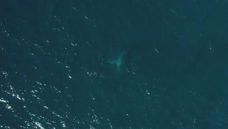 imágenes cinematográficas aéreas de cerca de una ballena jorobada saltando en aguas tranquilas del océano azul frente a la costa de las playas del norte de sydney jugando durante la migración