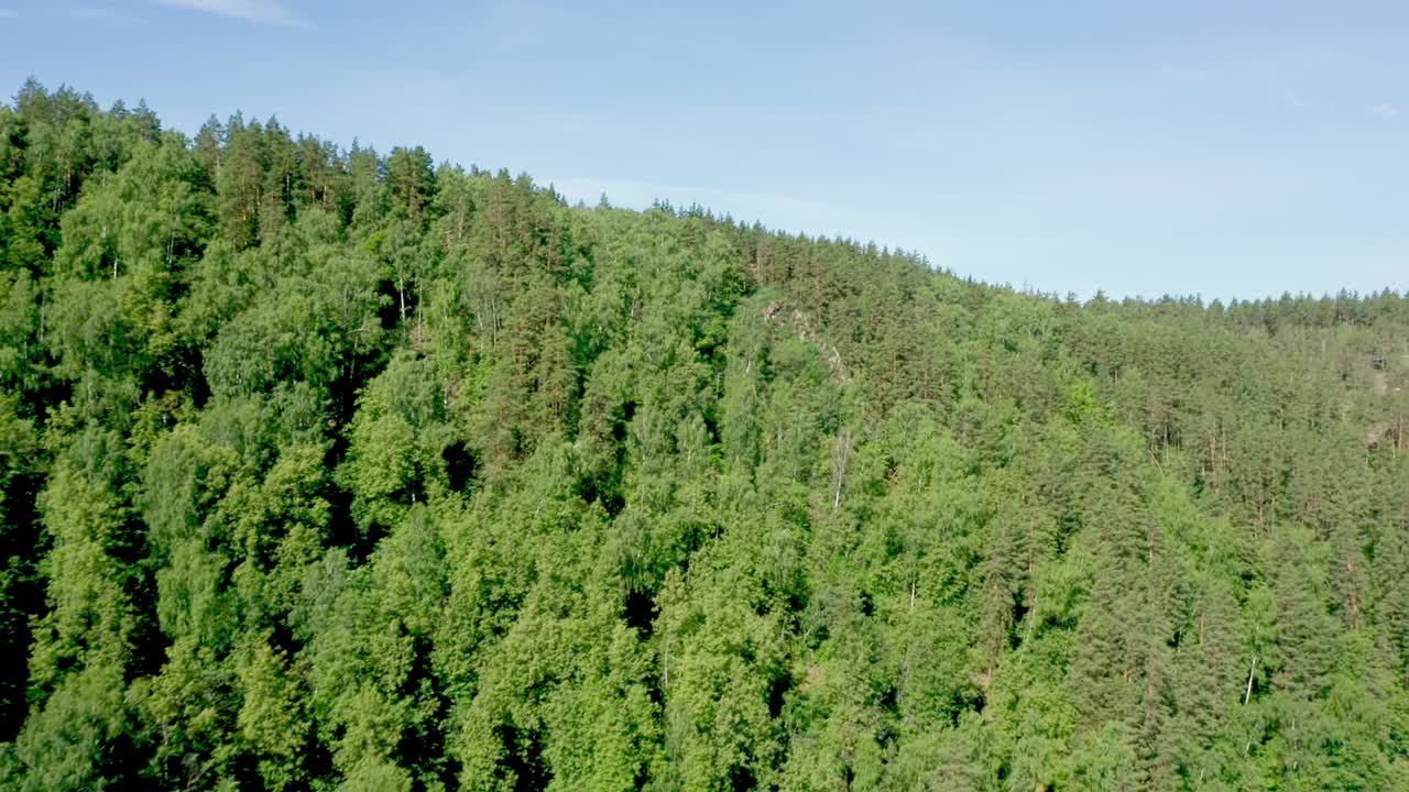 The high mountain is completely overgrown with coniferous forest. Blue clear sky in the background. Endless uncultivated land, an abundance of vegetation. Careful attitude to nature.