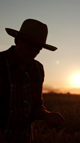 black silhouette of an old farmer standing in the farmland at sunset. man pouring grain of wheat. vertical video