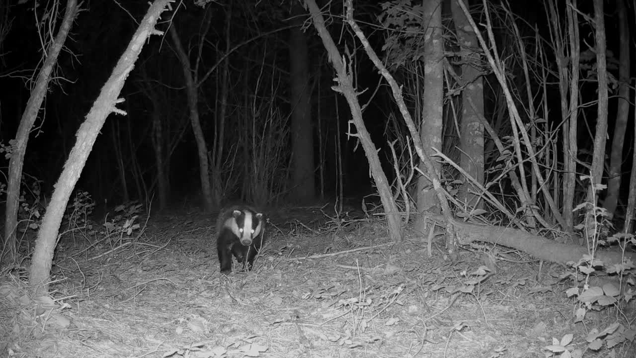 European badger (Meles meles) comes towards the camera and then stops. Saaremaa, Estonia.