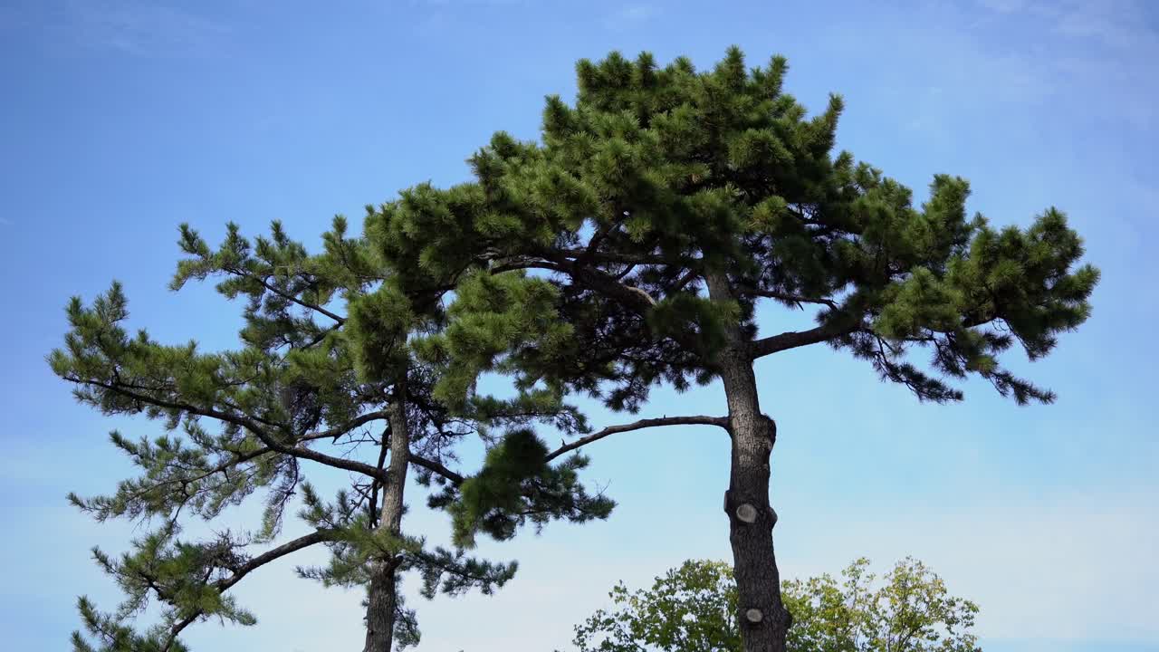 Bonsai Trees In Front of A Blue Sky On a Clear Day