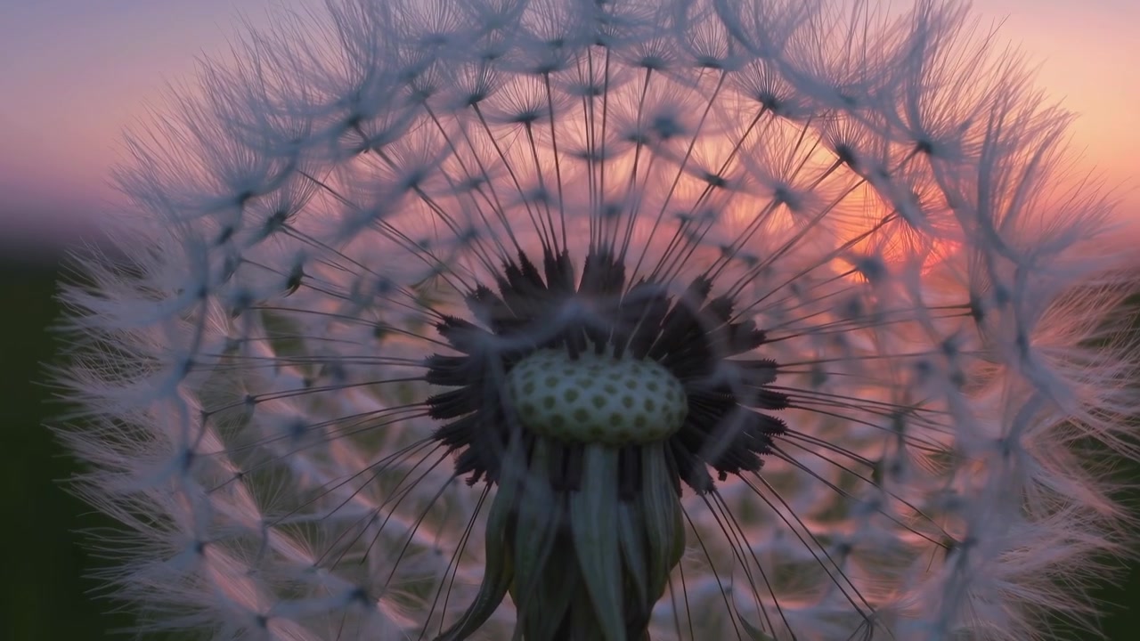 Close-up of Dandelion Seeds Blowing Away at Sunset