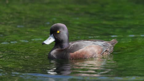 el macho del pato de nueva zelanda también conocido como papango pisando el agua en un lago