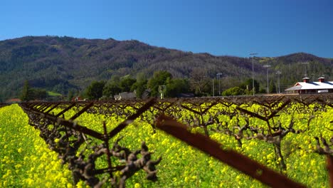 puntas de pilas de viñedos y flores de mostaza amarillas soplando en el viento en el valle de napa california