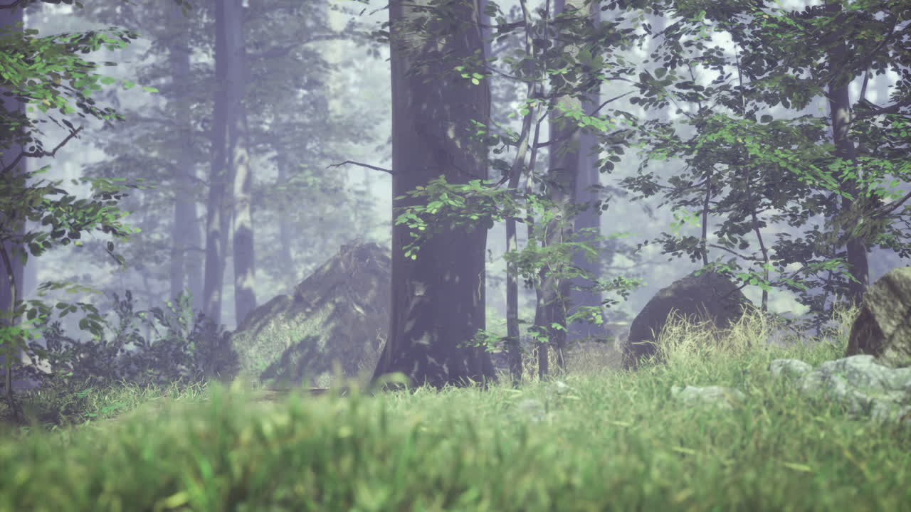 Fog drapes over a serene forest landscape at dawn in a tranquil setting