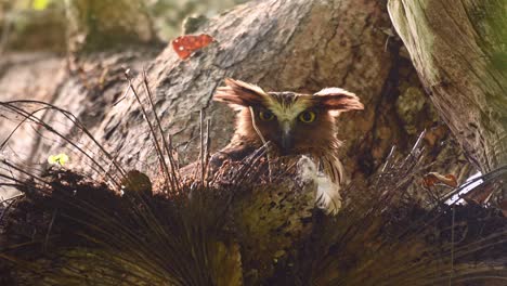 buffy fish owl, ketupa ketupu, 4k footage