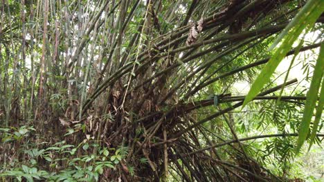 gran textura de bosque de árboles de bambú, exuberante selva de bali, indonesia, sudeste de asia, paisaje verde