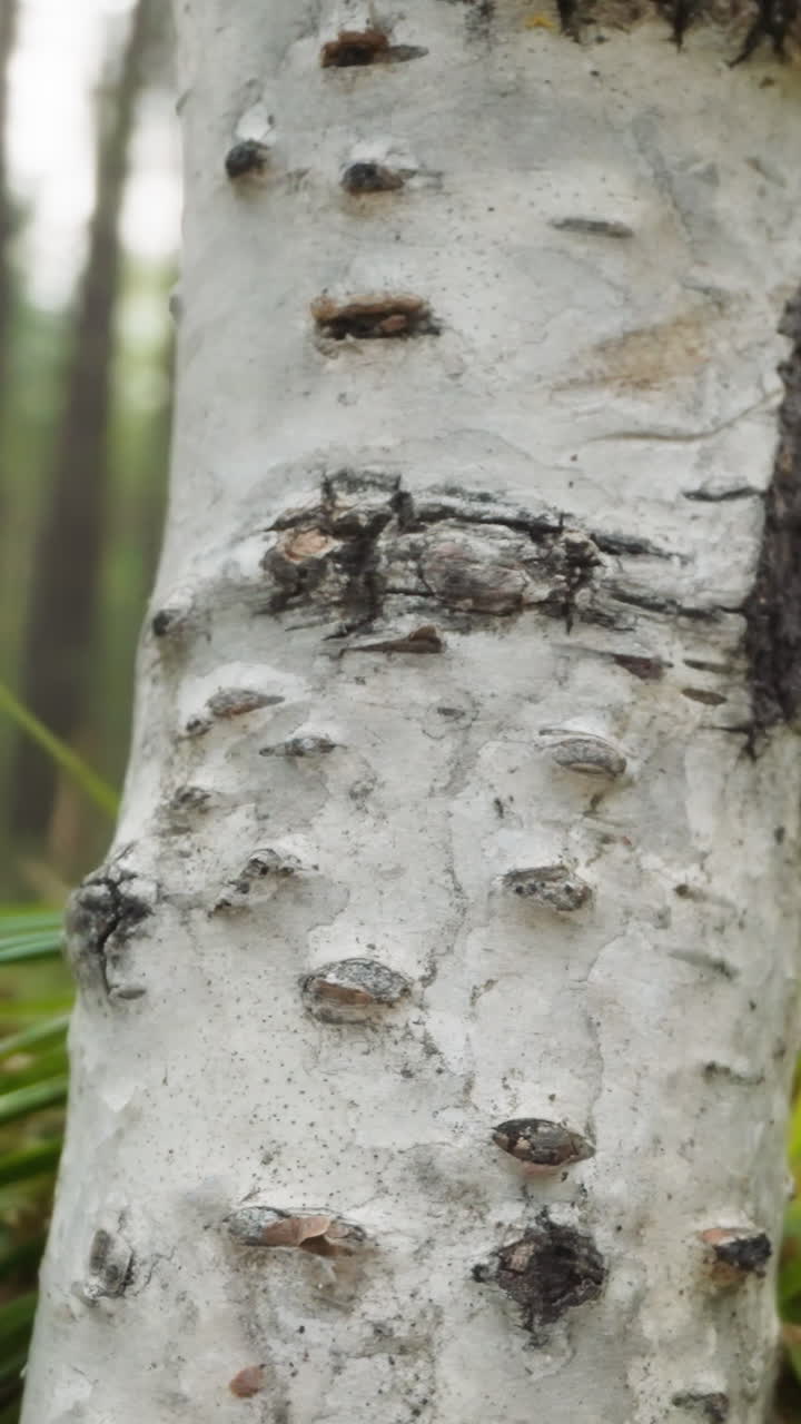 Birch trunk with dark horizontal lines on white bark surrounded by long blades of grass. Tree in forest with green leaves under clear sky on blurred background